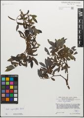 Foto von Salix myrsinifolia Salisb.